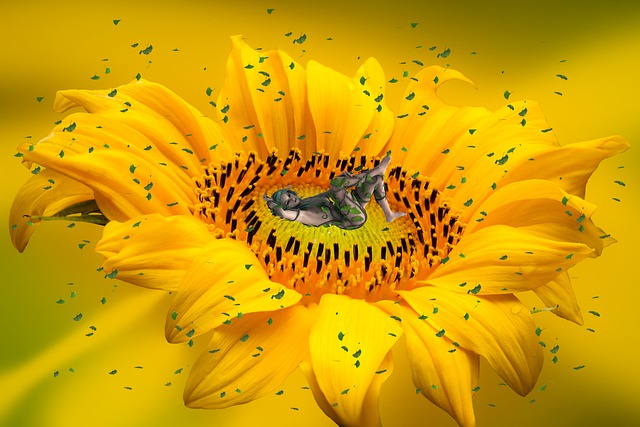 Free sunflower woman fantasy illustration