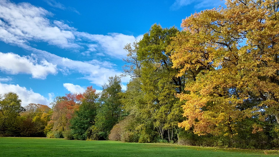 Trees Park Autumn - Free photo on Pixabay