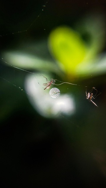 Free Insect Macro photo and picture