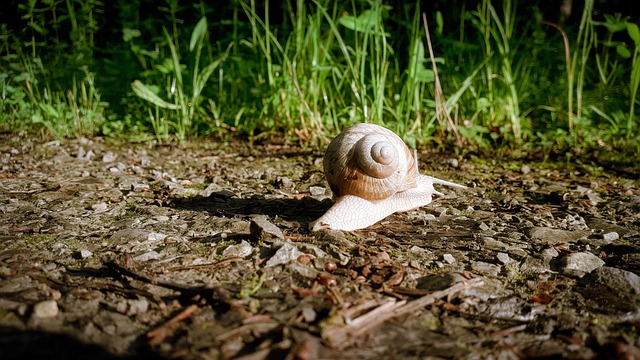 Free Snail Casing photo and picture