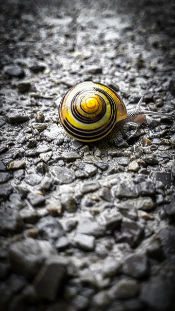 Free Snail Casing photo and picture