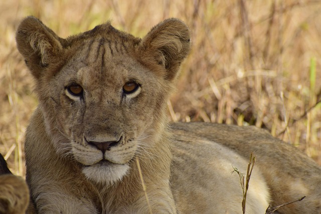 Free Lion Animal photo and picture