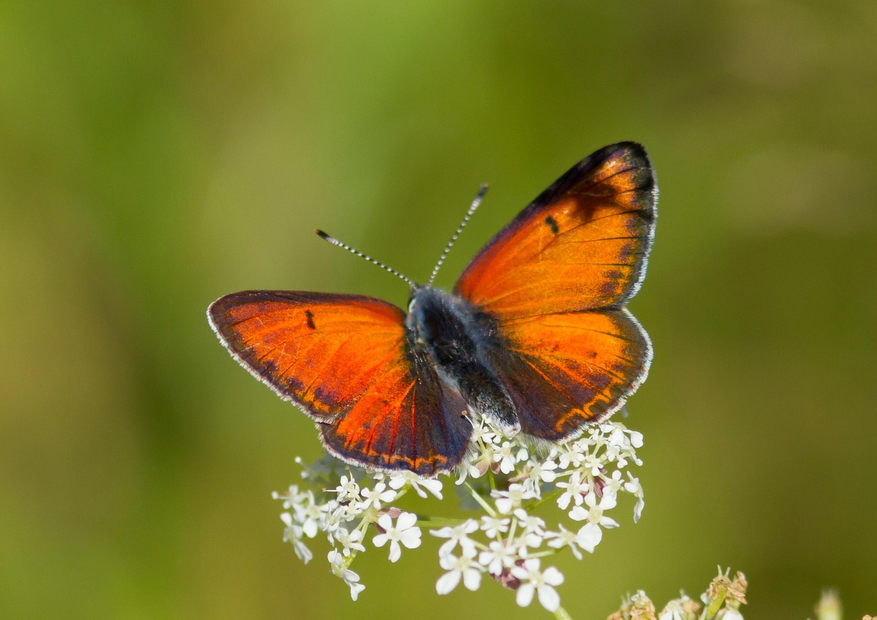 Borboleta De Cobre Escassa - Foto gratuita no Pixabay - Pixabay