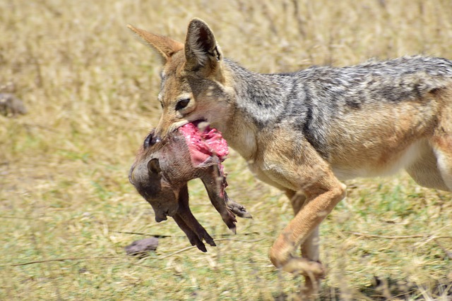 Free Africa Tanzania photo and picture