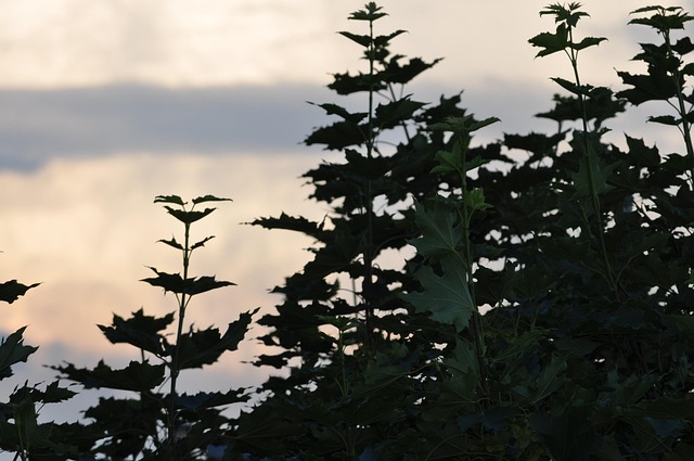 Free Leaf Natue photo and picture