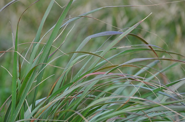 Free Grass Nature photo and picture
