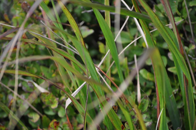 Free Grass Plants photo and picture