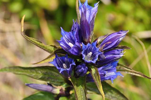 Free Flowers Purple Flowers photo and picture