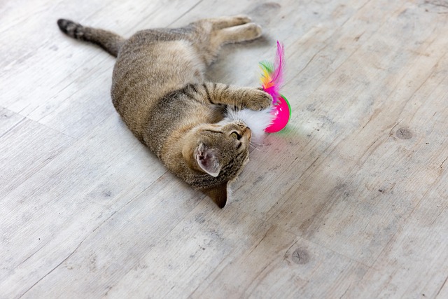 Gato, Brincando De Gato, Natureza
