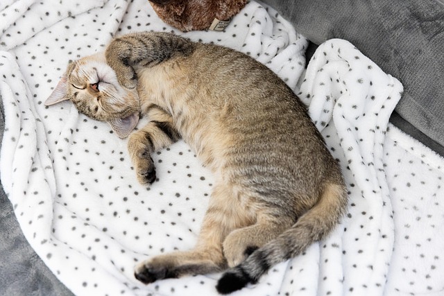 Gato, Felino, Dorme, Animais Domésticos