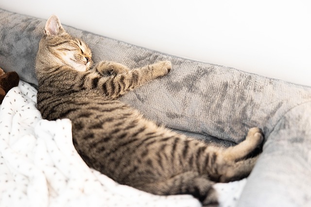 Gato, Felino, Bicho De Estimação, Dorme