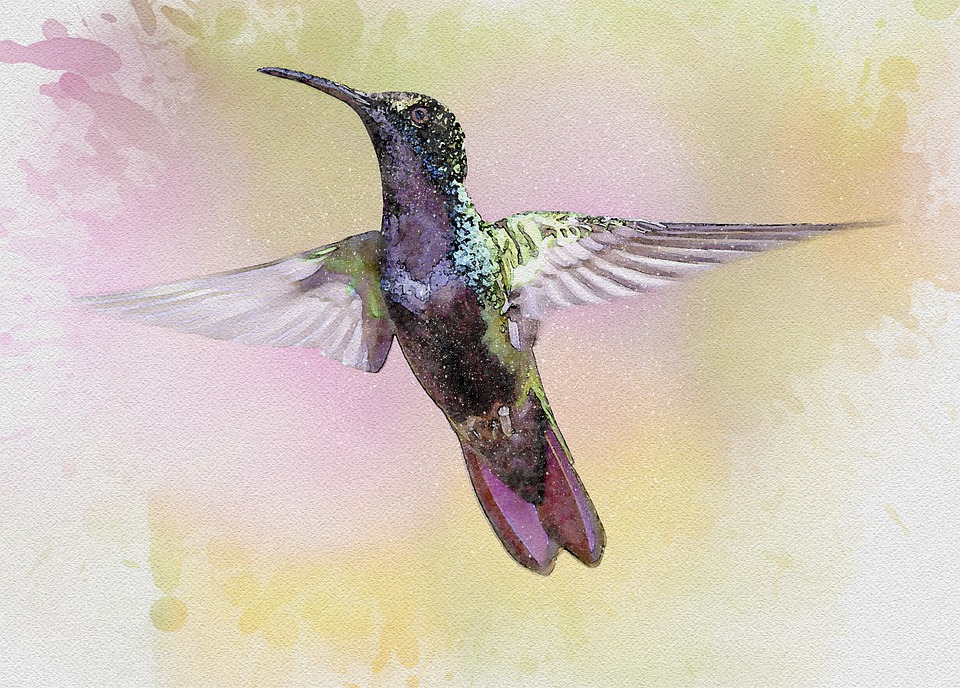 Download Hummingbird, Bird, Feathers. Royalty-Free Stock Illustration ...