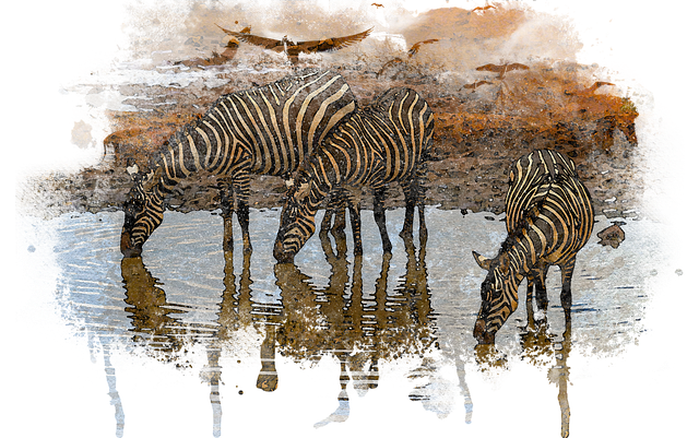 Free zebras safari painting illustration