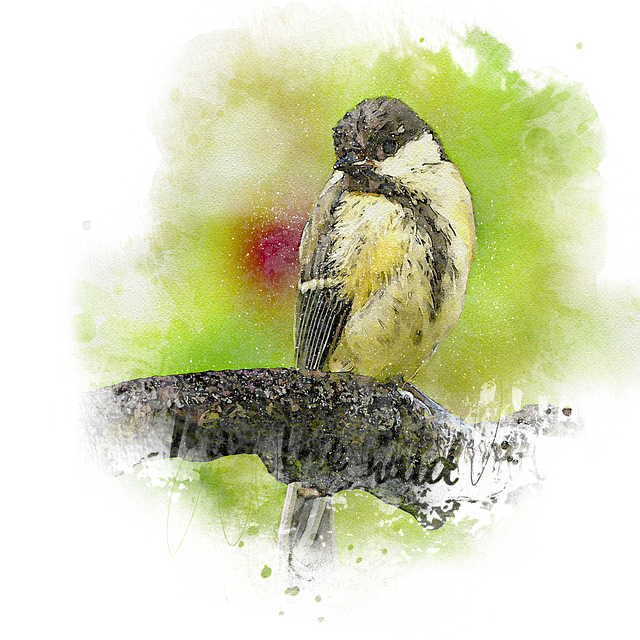 Free bird great tit parus major illustration