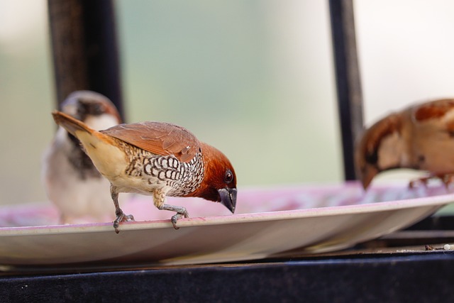 Download free HD stock image of Chestnut Munia Nature Free Chestnut Munia Nature photo and picture