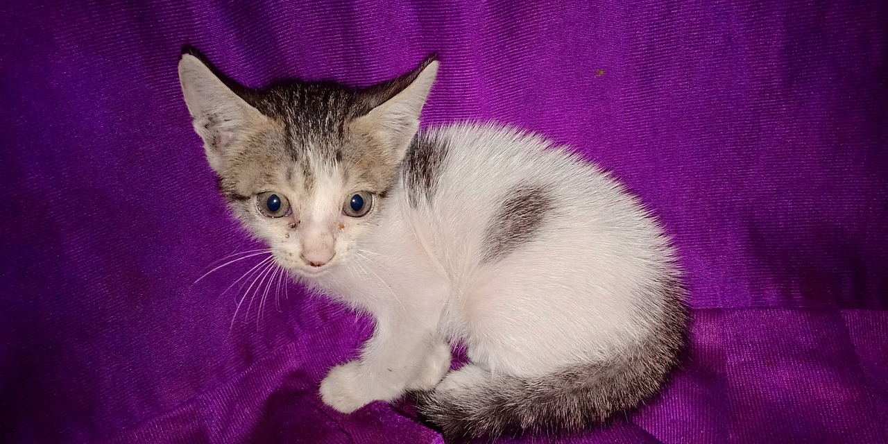 Cat Small Kitten Domestic Free photo on Pixabay Pixabay