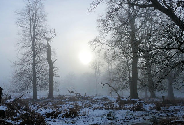 Free Trees Woods photo and picture