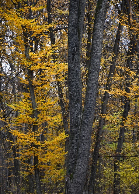 Free Forest Autumn photo and picture