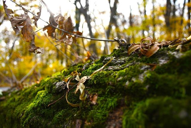 Free Moss Fog photo and picture