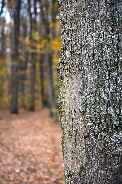Free Tree Autumn photo and picture