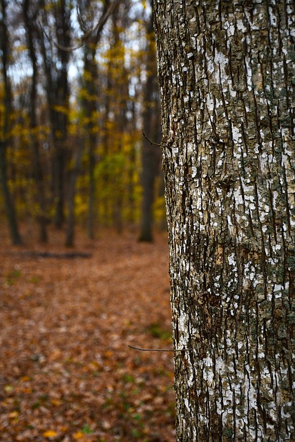 Free Tree Autumn photo and picture