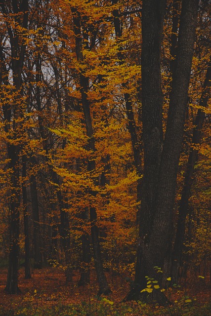Free Trees Park photo and picture