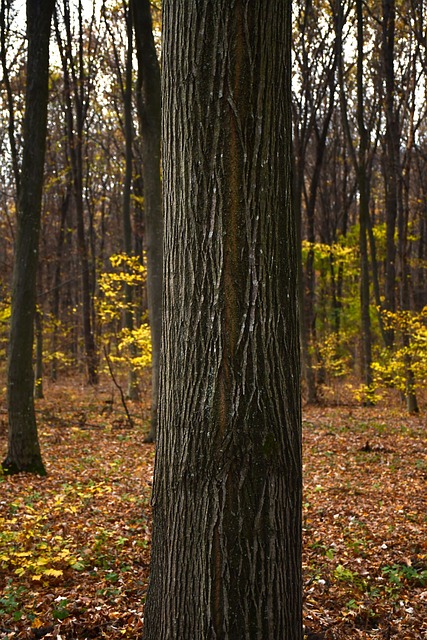 Free Tree Autumn photo and picture