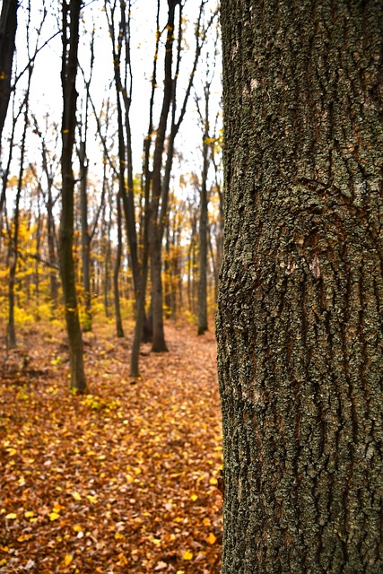 Free Tree Autumn photo and picture