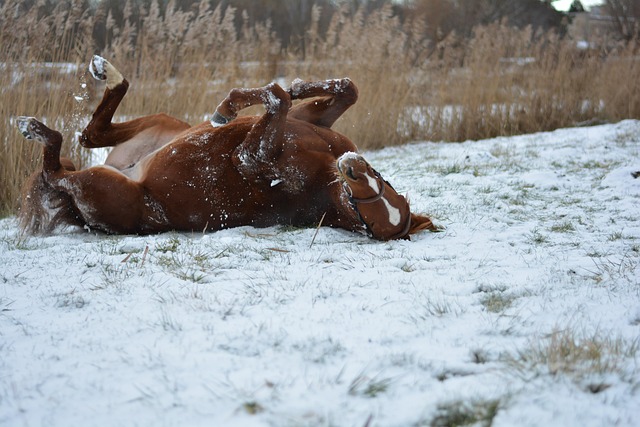 Free Horse Winter photo and picture