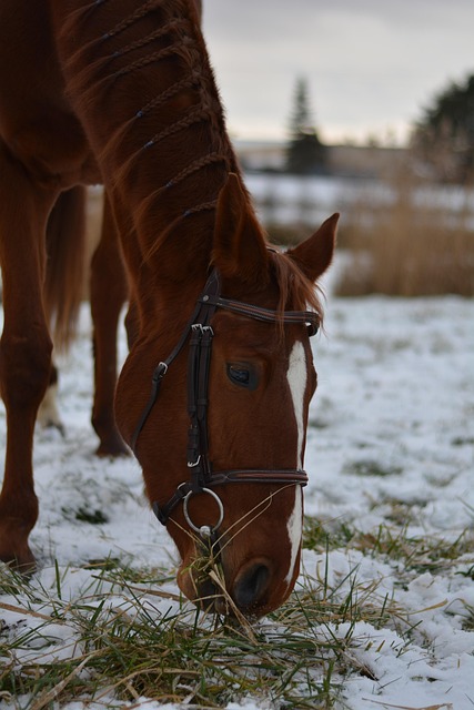 Free Horse Animal photo and picture