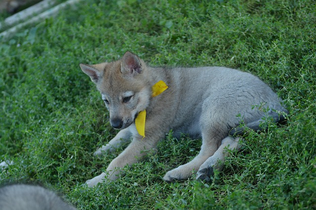 Free Dog Pet photo and picture