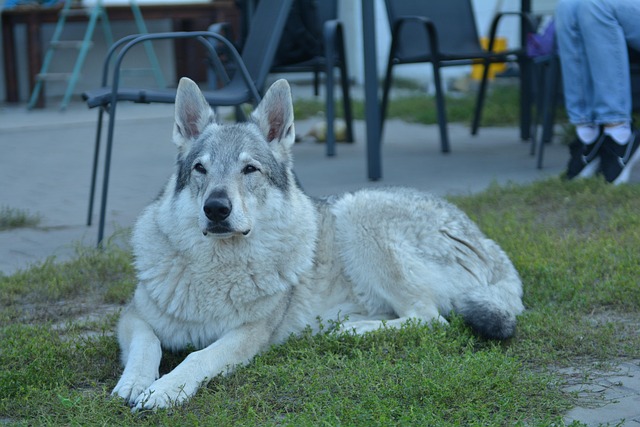 Free Dog Pet photo and picture