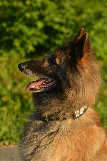 Free Dog Pet photo and picture