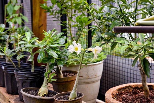 Orchidee, Blume, Grün, Blätter, Pflanzen