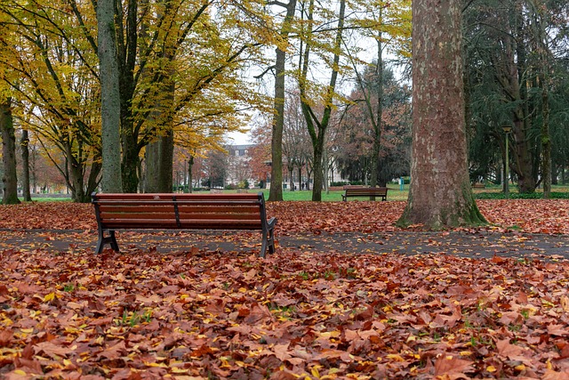 Free Park Fall photo and picture