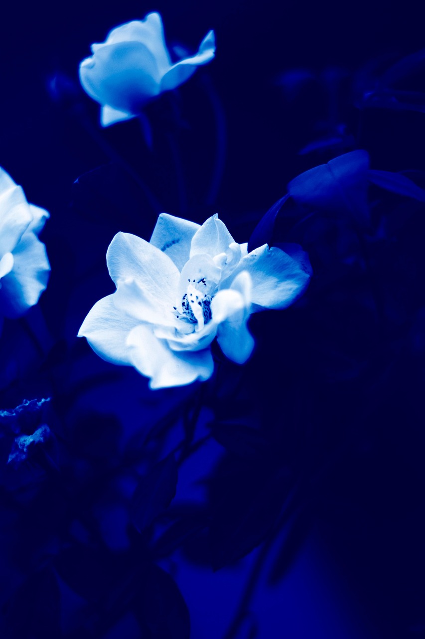Nature Color Blue - Free photo on Pixabay - Pixabay