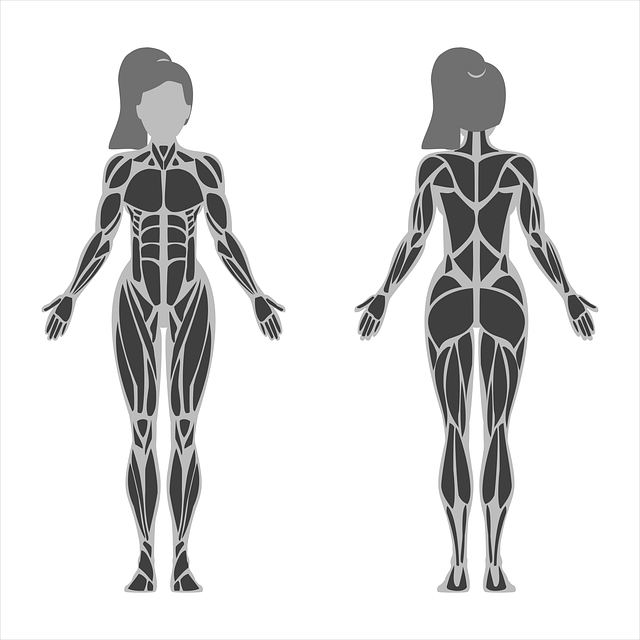 Anatômico, Anatomia, Mapa De Anatomia