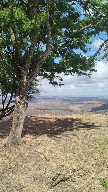 Tree Nature Horizon - Free photo on Pixabay - Pixabay - Nature Horizon Royalty-Free Images