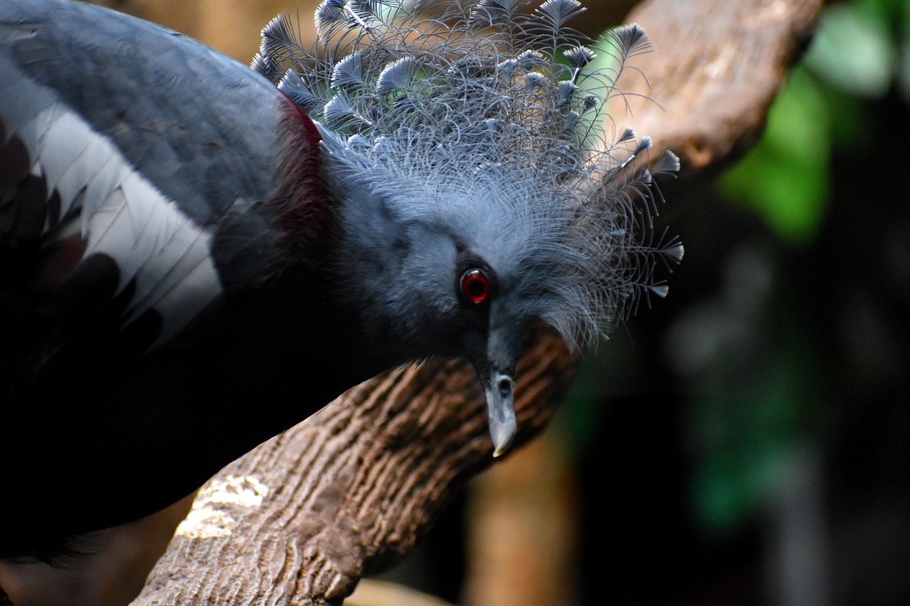 Ictoria Crowned Pigeon - free online jigsaw puzzle photo