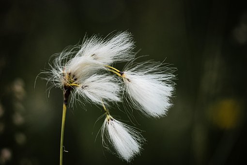 Free Nature Botany photo and picture