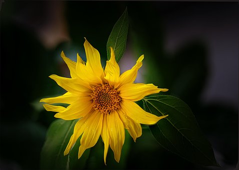 Free Sunflower Flower photo and picture