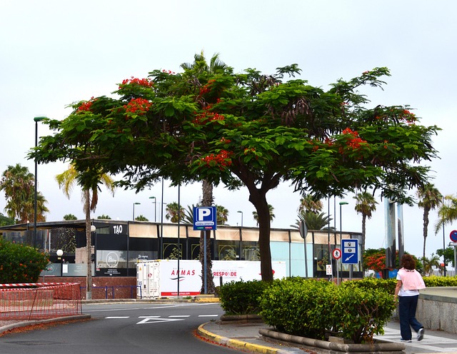 Tree Spain Plant - Free photo on Pixabay - Pixabay