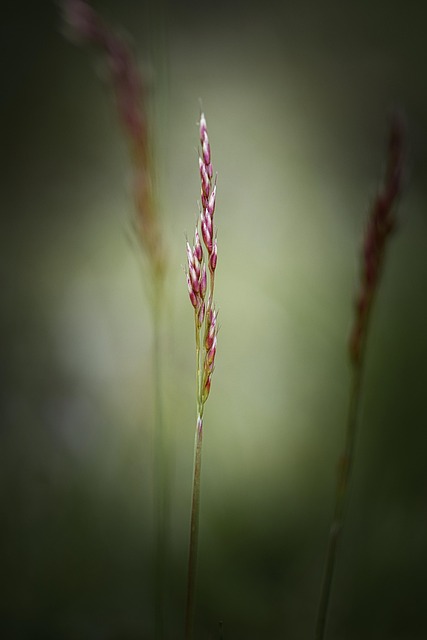 Free Macro Nature photo and picture