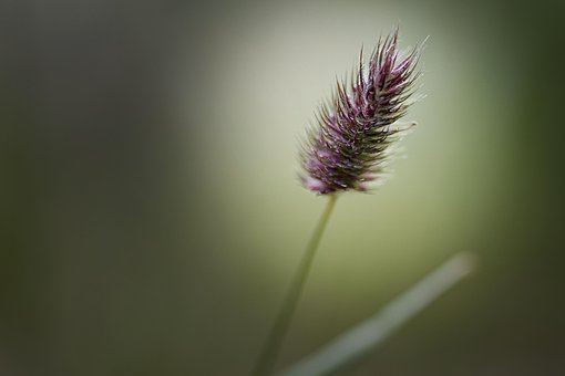 Free Flower Flower Wallpaper photo and picture