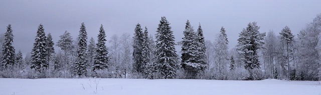 Free Winter Trees photo and picture
