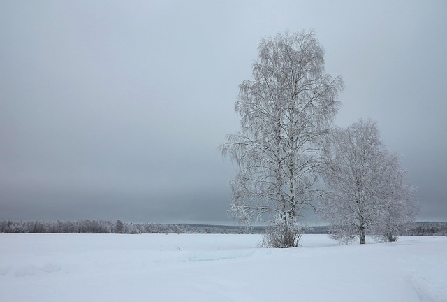 Free Winter Trees photo and picture