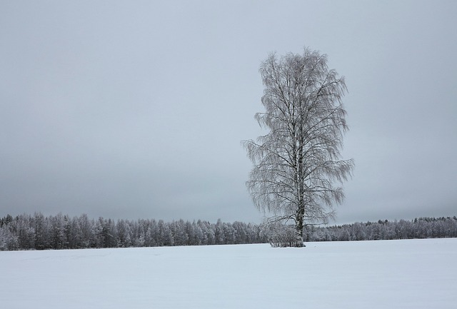 Free Tree Winter photo and picture