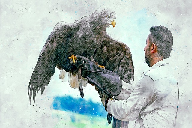 Free eagle bird birds of prey illustration