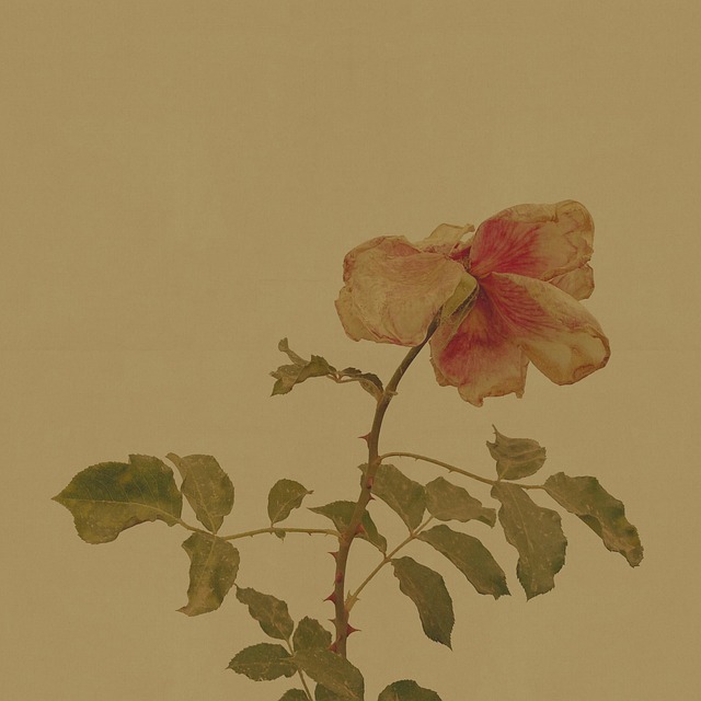 Chinesische Rose, Rose Blumen