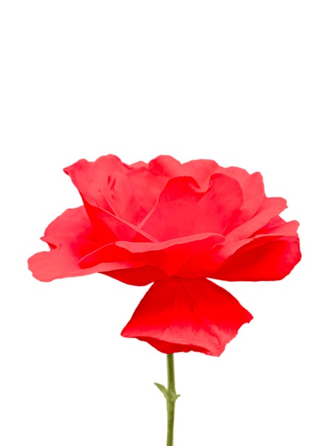 Rose, Blume, Rote Rose, Rosenblüte
